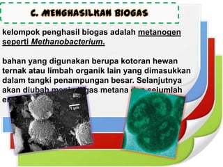 C. MENGHASILKAN BIOGAS
kelompok penghasil biogas adalah metanogen
seperti Methanobacterium.
bahan yang digunakan berupa kotoran hewan
ternak atau limbah organik lain yang dimasukkan
dalam tangki penampungan besar. Selanjutnya
akan diubah menjadi gas metana dan sejumlah
energi.

 