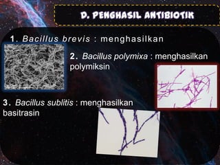 D. PENGHASIL ANTIBIOTIK
1. Bacillus brevis : menghasilkan
terotrisin
2 . Bacillus polymixa : menghasilkan
polymiksin

3 . Bacillus sublitis : menghasilkan
basitrasin

 