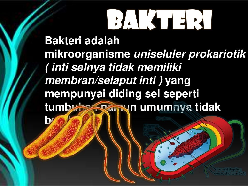 Peranan bakteri yang menguntungkan