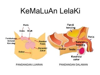 KeMaLuAn LelaKi
PANDANGAN LUARAN PANDANGAN DALAMAN
 