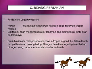 C. BIDANG PERTANIAN

1. Rhizobium Leguminosarum

•
•

Peran
: Mencukupi kebutuhan nitrogen pada tanaman legum
Proses
:
Bakteri ini akan menginfeksi akar tanaman dan membentuk bintil akar
di dalamnya.
Bintil-bintil akar melepaskan senyawa nitrogen organik ke dalam tanah
tempat tanaman polong hidup. Dengan demikian terjadi penambahan
nitrogen yang dapat menambah kesuburan tanah.

 