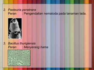 2. Pasteuria penetrans
Peran
: Pengendalian nematoda pada tanaman lada.

3. Bacillus thurigiensis
Peran
: Menyerang hama

 