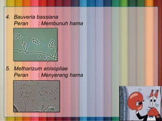 4. Bauveria bassiana
Peran
: Membunuh hama

5. Metharizum anisopliae
Peran
: Menyerang hama

 