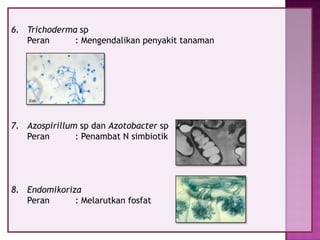 6. Trichoderma sp
Peran
: Mengendalikan penyakit tanaman

7. Azospirillum sp dan Azotobacter sp
Peran
: Penambat N simbiotik

8. Endomikoriza
Peran
: Melarutkan fosfat

 