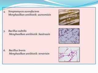 4.

Streptomyces aureofaciens
Menghasilkan antibiotik: aureomisin

5.

Bacillus subtilis
Menghasilkan antibiotik: basitrasin

6.

Bacillus brevis
Menghasilkan antibiotik: terotrisin

 