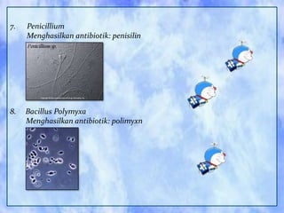7.

Penicillium
Menghasilkan antibiotik: penisilin

8.

Bacillus Polymyxa
Menghasilkan antibiotik: polimyxn

 