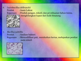 6. Lactobacillus delbrueckii
Produk
: Asam Laktat
Kegunaan : Produk pangan, tekstil, dan pembuatan bahan kimia,
menghilangkan kapur dari kulit binatang

7.

Bacillus subtillis
Produk
: Amilase bakteri
Kegunaan : Memodifikasi pati, merekatkan kertas, melepaskan perekat
pada tekstil

 
