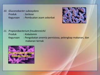 10. Gluconobacter suboxydans
Produk
: Sarbose
Kegunaan : Pembuatan asam askorbat

11. Propionibacterium freudenreichii
Produk
: Kobalamin
Kegunaan : Pengobatan anemia pernisiosa, pelengkap makanan, dan
makanan ternak

 