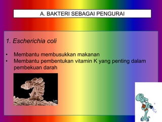 A. BAKTERI SEBAGAI PENGURAI

1. Escherichia coli
•
•

Membantu membusukkan makanan
Membantu pembentukan vitamin K yang penting dalam
pembekuan darah

 