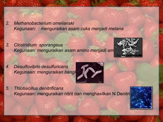 2. Methanobacterium omelianski
Kegunaan: : menguraikan asam cuka menjadi metana

3. Clostridium sporangeus
Kegunaan: menguraikan asam amino menjadi amonia

4. Desulfovibrio desulfuricans
Kegunaan: menguraikan bangkai

5. Thiobacillus denitrificans
Kegunaan: menguraikan nitrit dan menghasilkan N Denitrifikasi

 
