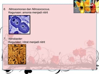 6.

Nitrosomonas dan Nitrosococcus.
Kegunaan: amonia menjadi nitrit

7. Nitrobacter
Kegunaan: nitrat menjadi nitrit

 