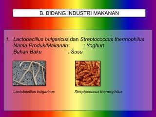 B. BIDANG INDUSTRI MAKANAN

1. Lactobacillus bulgaricus dan Streptococcus thermophilus
Nama Produk/Makanan
: Yoghurt
Bahan Baku
: Susu

Lactobacillus bulgaricus

Streptococcus thermophilus

 
