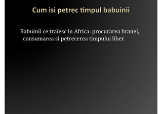	
 	
 Babuinii	
 ce	
 traiesc	
 in	
 Africa:	
 procurarea	
 hranei,	
 
             consumarea	
 si	
 petrecerea	
 timpului	
 liber	
 
 