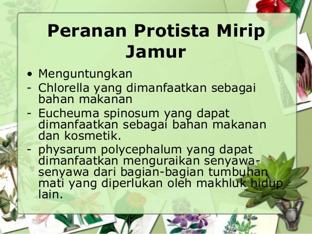 Peranan Protista Dalam Kehidupan Manusia Rasanya Peranan Protista Dalam Kehidupan Manusia Rasanya