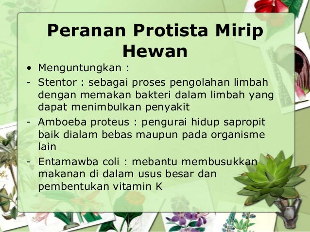 Peran Protista