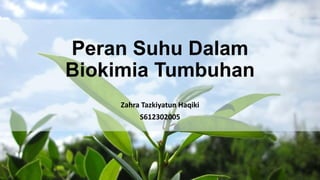 Peran Suhu Dalam
Biokimia Tumbuhan
Zahra Tazkiyatun Haqiki
S612302005
 