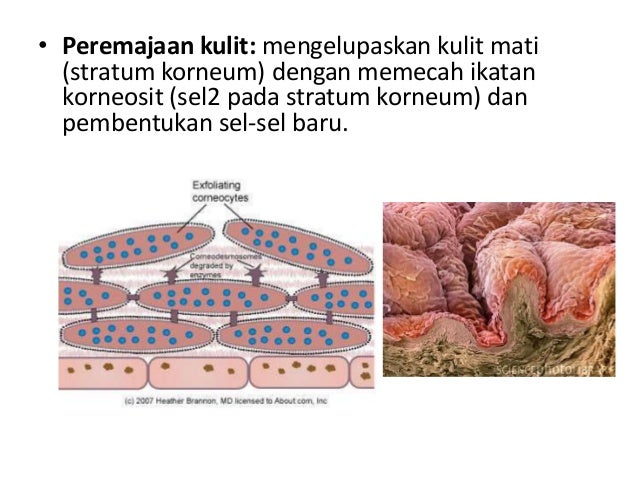 Perawatan Wajah Yg Sehat Dan Terbebas Dari Zat perawatan wajah yg sehat dan terbebas dari zat
