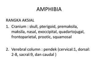 AMPHIBIA
RANGKA AKSIAL
1. Cranium : skull, pterigoid, premaksila,
   maksila, nasal, exoccipital, quadartojugal,
   frontoparietal, prootic, squamosal

2. Verebral column : pendek (cervical:1, dorsal:
   2-8, sacral:9, dan caudal )
 
