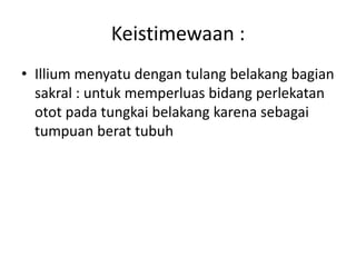 Keistimewaan :
• Illium menyatu dengan tulang belakang bagian
  sakral : untuk memperluas bidang perlekatan
  otot pada tungkai belakang karena sebagai
  tumpuan berat tubuh
 