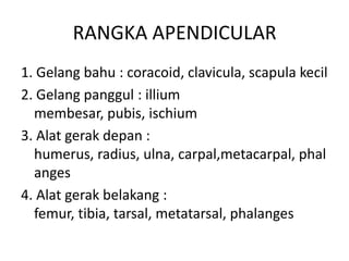 RANGKA APENDICULAR
1. Gelang bahu : coracoid, clavicula, scapula kecil
2. Gelang panggul : illium
  membesar, pubis, ischium
3. Alat gerak depan :
  humerus, radius, ulna, carpal,metacarpal, phal
  anges
4. Alat gerak belakang :
  femur, tibia, tarsal, metatarsal, phalanges
 