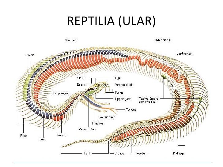 770 Gambar Rangka  Hewan  Vertebrata  HD Gambar Hewan 