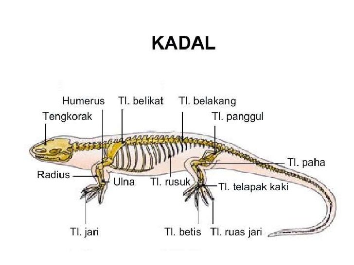 43 Gambar Rangka Hewan Burung HD