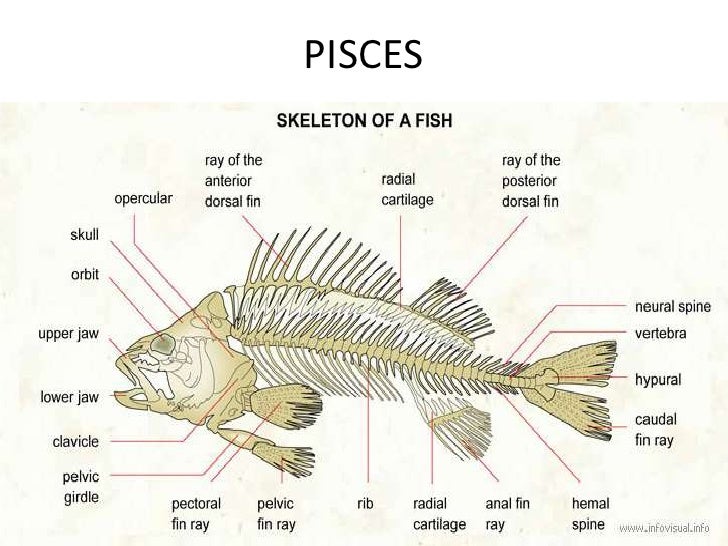 Gambar Kerangka  Hewan Katak Gambar Kata