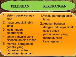 KELEBIHAN KEKURANGAN
1. sistem perakarannya
kuat
2. masa produktif lebih
lama
3. lebih mudah
diperbanyak
4. tahan penyakit yang
disebabkan oleh tanah
5. memiliki keragaman
genetik yang
digunakan untuk
pemuliaan tanaman.
1.Waktu berbunga lebih
lama
2.Anakan berbeda
dengan induknya, tidak
cocok untuk
perbanyakan yang
membutuhkan
keseragaman.
 