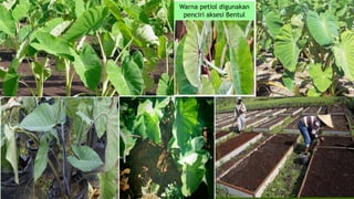 Warna petiol digunakan
penciri aksesi Bentul

 