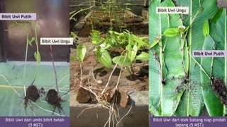Bibit Uwi Ungu
Bibit Uwi Putih

Bibit Uwi Ungu
Bibit Uwi Putih

Bibit Uwi dari umbi bibit belah
(5 MST)

Bibit Uwi dari stek batang siap pindah
lapang (5 MST)

 