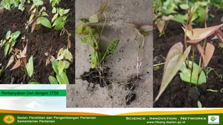 Perbanyakan Uwi dengan STEK

 