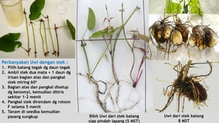 Perbanyakan Uwi dengan stek :

1. Pilih batang tegak dg daun tegak
2. Ambil stek dua mata + 1 daun dg
irisan bagian atas dan pangkal
stek miring 60o
3. Bagian atas dan pangkal diselup
dg benomyl, kemudian ditiris
sekitar 1-2 menit
4. Pangkal stek direndam dg rotoon
F selama 5 menit
5. Tanam di seedba kemudian
pasang sungkup

Bibit Uwi dari stek batang
siap pindah lapang (5 MST)

Uwi dari stek batang
8 MST

 
