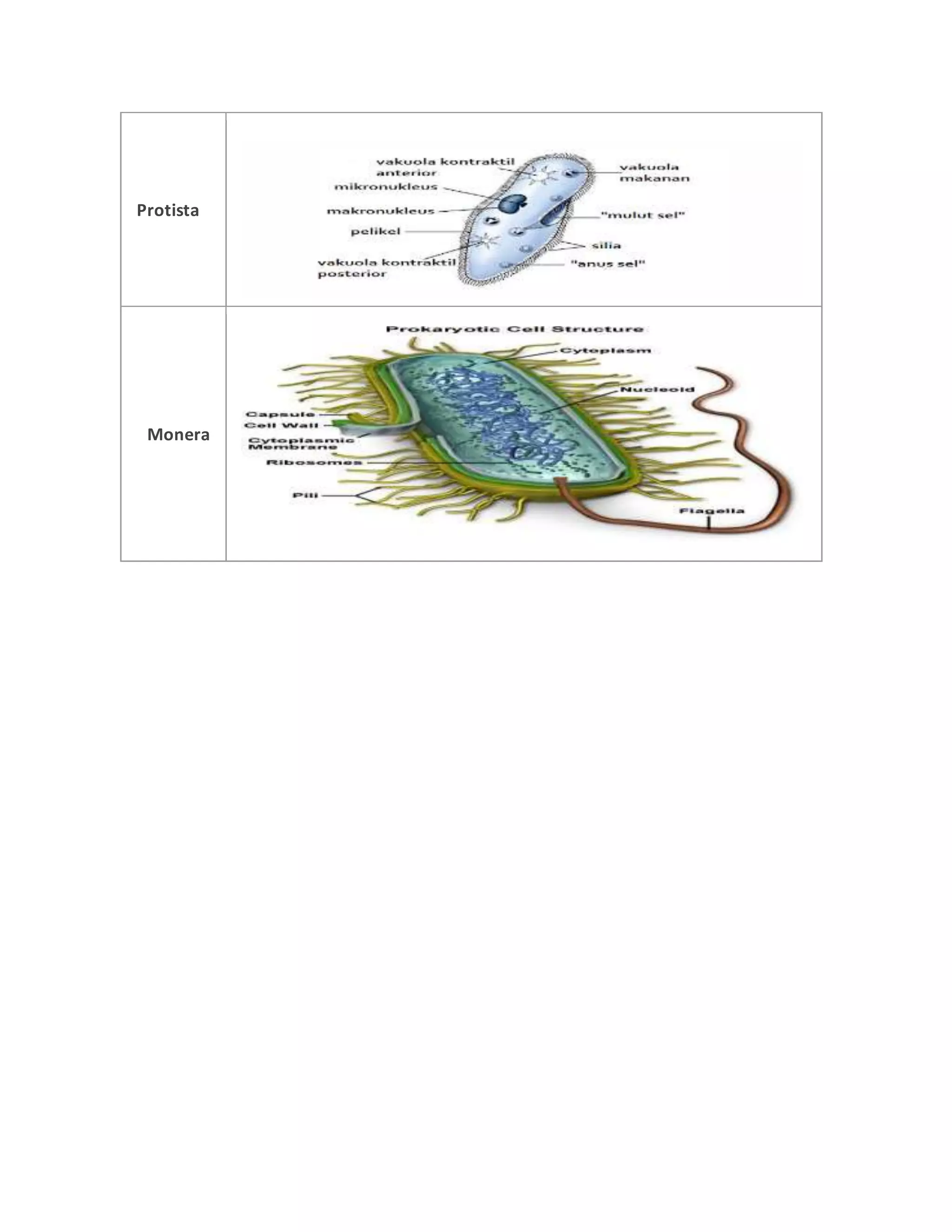 Perbedaan 5 kingdom aditya | DOCX