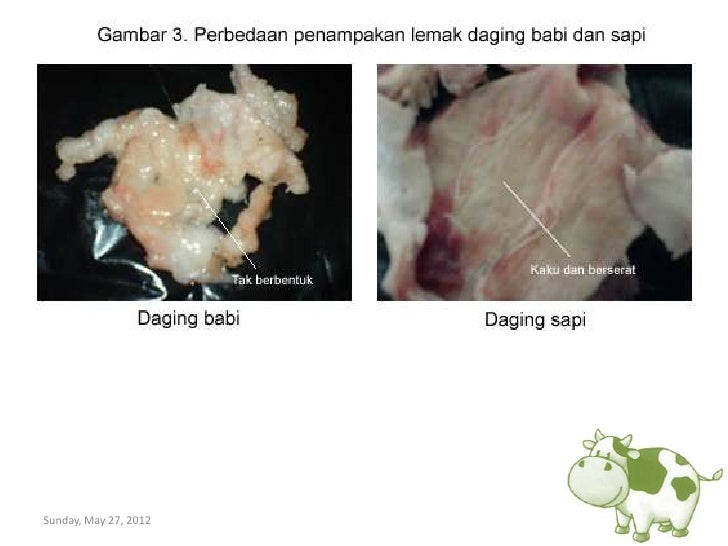 Perbedaan Daging Sapi dan Daging Babi