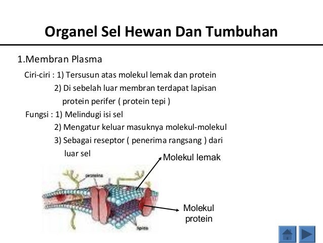 Perbedaan sel  hewan  dan  tumbuhan