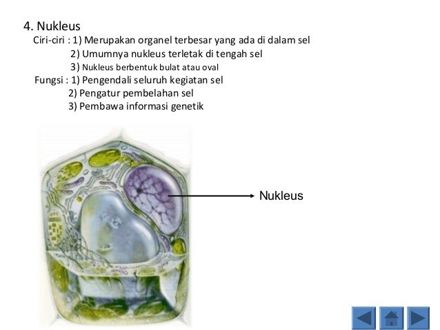  Perbedaan  sel hewan  dan  tumbuhan