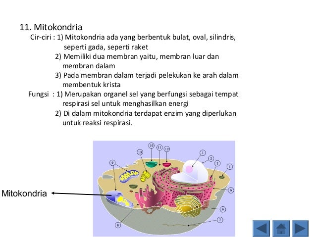 Perbedaan  sel hewan  dan  tumbuhan