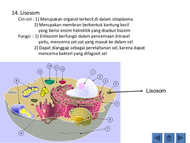  Perbedaan  sel  hewan  dan  tumbuhan 