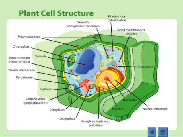 Perbedaan sel  hewan  dan  tumbuhan 