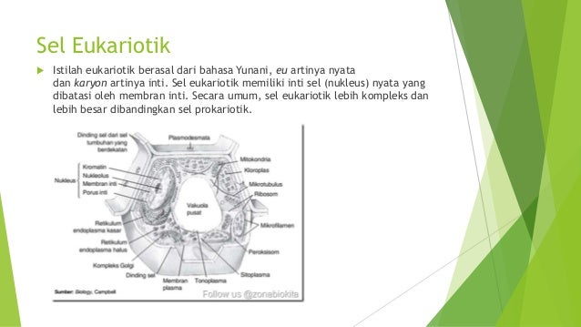 Perbedaan sel prokariotik dan sel eukariotik