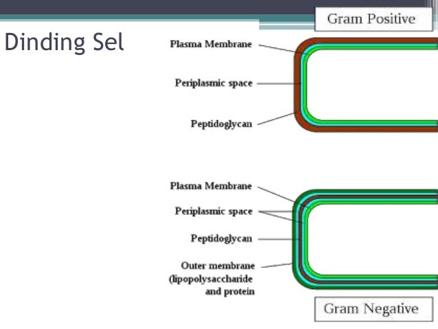 Perbedaan sel prokariotik & prokariotik