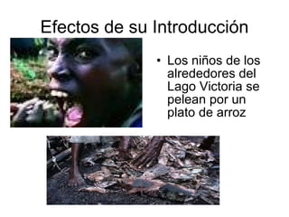 Efectos de su Introducción Los niños de los alrededores del Lago Victoria se pelean por un plato de arroz 