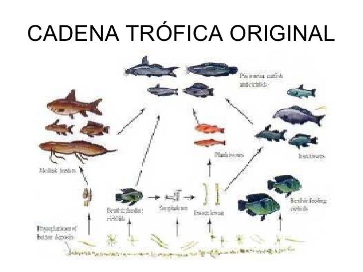 cadena trofica rio perca del nilo cadena trofica rio perca del nilo