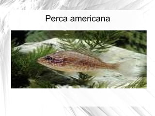 Perca americana 