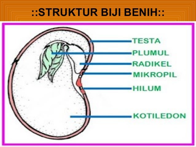 Struktur Biji Benih Dan Fungsinya Lessons Blendspace