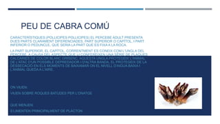 PEU DE CABRA COMÚ
CARACTERÍSTIQUES:(POLLICIPES POLLICIPES) EL PERCEBE ADULT PRESENTA
DUES PARTS CLARAMENT DIFERENCIADES, PART SUPERIOR O CAPÍTOL, I PART
INFERIOR O PEDUNCLE, QUE SERIA LA PART QUE ES FIXA A LA ROCA.
LA PART SUPERIOR, EL CAPÍTOL, CORRENTMENT ES CONEIX COM L'UNGLA DEL
PERCEBE, A CAUSA DEL ASPECTE QUE LI CONFEREIXEN UNA SÈRIE DE PLAQUES
CALCÀRIES DE COLOR BLANC GRISENC. AQUESTA UNGLA PROTEGEIX L'ANIMAL
DE L'ATAC D'UN POSSIBLE DEPREDADOR I D'ALTRA BANDA, EL PROTEGEIX DE LA
DESSECACIÓ EN ELS MOMENTS DE BAIXAMAR ON EL NIVELL D'AIGUA BAIXA I
L'ANIMAL QUEDA A L'AIRE.
ON VIUEN:
VIUEN SOBRE ROQUES BATUDES PER L’ONATGE
QUE MENJEN:
S’LIMENTEN PRIMCIPALMENT DE PLÀCTON
 