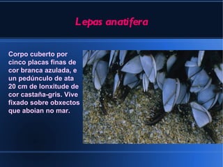 Lepas anatifera

Corpo cuberto por
cinco placas finas de
cor branca azulada, e
un pedúnculo de ata
20 cm de lonxitude de
cor castaña-gris. Vive
fixado sobre obxectos
que aboian no mar.
 