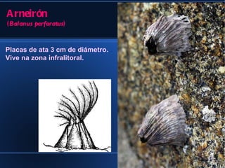 A rneirón
(Balanus perforatus)


Placas de ata 3 cm de diámetro.
Vive na zona infralitoral.
 