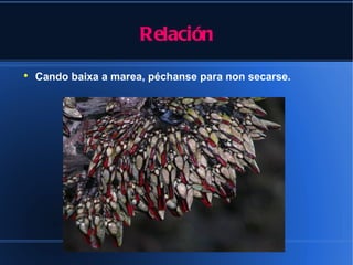 Relación
●
    Cando baixa a marea, péchanse para non secarse.
 