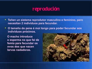reprodución
●
    Teñen un sistema reprodutor masculino e feminino, pero
    necesitan 2 individuos para fecundar.
●
    O tamaño do pene é moi longo para poder fecundar aos
    individuos próximos.
    O macho introduce
    o esperma no que fai de
    femia para fecundar os
    ovos dos que nacen
    larvas nadadoras.
 